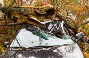 car crushed by tree